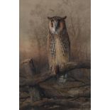 William Woodhouse (1857-1939) Long-Eared Owl Signed, watercolour, 51cm by 33.5cm
