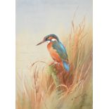 Archibald Thorburn (1860-1935) Summer Kingfisher (female), 1927 Signed and dated 1927,