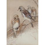 William Woodhouse (1857-1939) A mutation of Fieldfares Signed, watercolour, 35cm by 25cm