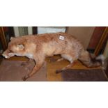 Taxidermy: stuffed fox