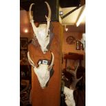 Three wall mounted deer skulls