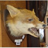 Taxidermy: Mounted fox head with Taxidermist's label