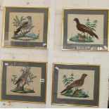 Set of four 19th c. German feather bird paintings