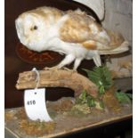 Taxidermy - Barn owl on stand