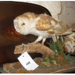 Taxidermy: Barn owl on stand