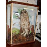 Taxidermy owl in glass case