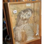Taxidermy: Stuffed owl