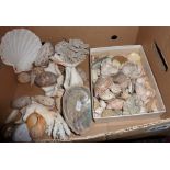 Box containing shells and similar