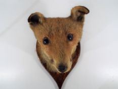 Taxidermy - a well modelled fox head trophy mounted on oak shield back - Est £50 - £80 - This lot