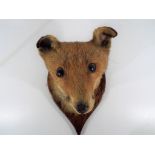 Taxidermy - a well modelled fox head trophy mounted on oak shield back - Est £50 - £80 - This lot