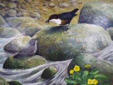 A oil on board depicting birds feeding by a stream, entitled Dipper Feeding Young,