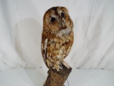 Taxidermy - a tawny owl perched on a branch set on a wooden base approx 42cm (h) Est £80 - £120 -