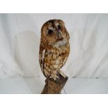 Taxidermy - a tawny owl perched on a branch set on a wooden base approx 42cm (h) Est £80 - £120 -