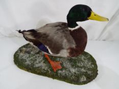 Taxidermy - a mallard duck mounted on a naturalistic plinth approx 27cms (h) Est £30 - £50 - This