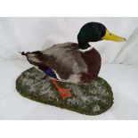 Taxidermy - a mallard duck mounted on a naturalistic plinth approx 27cms (h) Est £30 - £50 - This