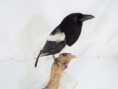 Taxidermy - a magpie perched on a branch,