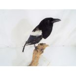 Taxidermy - a magpie perched on a branch,