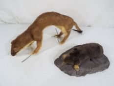 Taxidermy - a ferret in a standing position approx 14cm (h) and a mole on a naturalistic plinth,