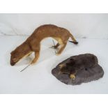 Taxidermy - a ferret in a standing position approx 14cm (h) and a mole on a naturalistic plinth,