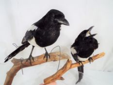 Taxidermy - two magpies perched on branches Est £30 - £40 (2) - This lot MUST be paid for and