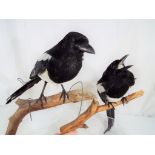 Taxidermy - two magpies perched on branches Est £30 - £40 (2) - This lot MUST be paid for and