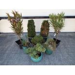 Eight planters / containers with shrubs and plants included in the lot