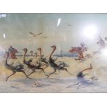 A print depicting ostriches being hunted, framed under glass,