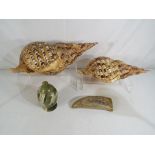 Two large sea shells, possibly Triton, the larger approx 43cm across,