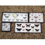 Entomology - four display cases containing a good collection of mounted exotic butterflies and