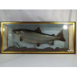 Taxidermy - A taxidermy sea trout in a naturalistic setting,