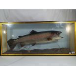 Taxidermy - A taxidermy specimen rainbow trout in naturalistic setting,