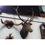 Taxidermy - a stag's head with 10 point antlers, span approx.