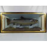 Taxidermy - A taxidermy trout in a naturalistic setting contained in a glazed display case,