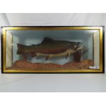 Taxidermy - A taxidermy trout (possibly Dolly Varden) in naturalistic setting in a glazed display