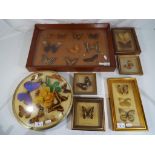 Entomology - 3 display cases containing a collection of butterflies and moths,