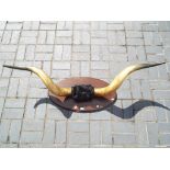 A pair of cow horns mounted on oval wooden plaque,