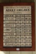 Interesting poster displaying the weights of adult organs, in an oak frame, overall 61.5cm by 44.