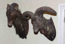 Two large taxidermy of Kudu and Antelope heads on shield mounts