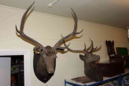 Two large taxidermy of stags heads on shield mounts