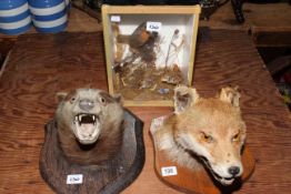 Taxidermy of robin and chicks in case,