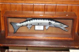Taxidermy of Barracuda in mahogany glazed case