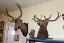 Two large taxidermy of stags heads on shield mounts