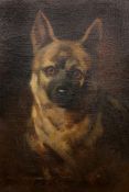 PORTRAIT OF A DOG, signed lower left Brock?, oil on canvas, framed. 43cm by 34.