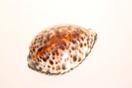 A GEORGE III WHITE METAL MOUNTED COWRIE SHELL SNUFF, c.