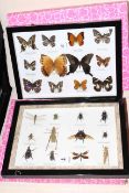 Two framed specimens of insects and butterfly