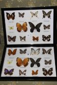 Two cased lepidoptery specimens