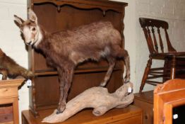 Large taxidermy of a goat on branch