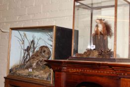 Two cased taxidermy,