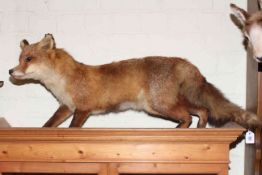 Taxidermy of a fox
