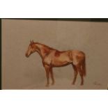 TOM CARR (1912-1977), STUDY OF A HORSE, signed, watercolour, framed.